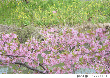 (春の花の風景)久喜市青毛堀川 河津桜と菜の花 横構図 (春の花の風景)久喜市青毛堀川 河津桜と菜の花 横構図 87774421