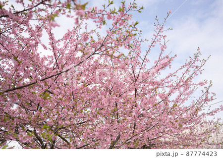 (春の花の風景)久喜市青毛堀川の河津桜 青空 コピースペース (春の花の風景)久喜市青毛堀川の河津桜 青空 コピースペース 87774423