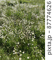 Daisies on the field 87774626