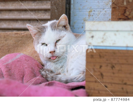具合の悪そうな病気の野良猫、口内炎の猫 87774984