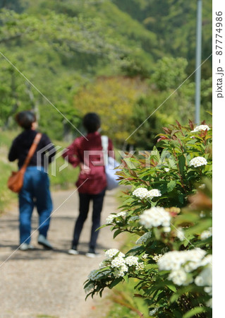 日本の春の風景 満開のコデマリが咲く郊外の道を歩く二人の女性 日本の春の風景 満開のコデマリが咲く郊外の道を歩く二人の女性 87774986