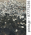 Beach with volcanic sand and shells 87775286