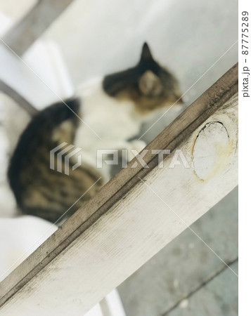 Little cute cat 87775289