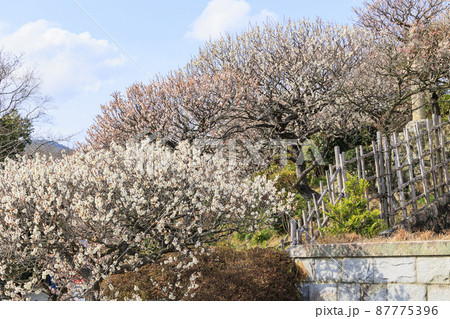 中山寺と満開の梅園 87775396