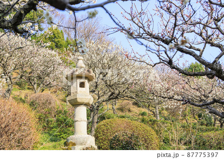 中山寺と満開の梅園 87775397