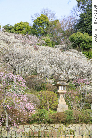 中山寺と満開の梅園 87775399