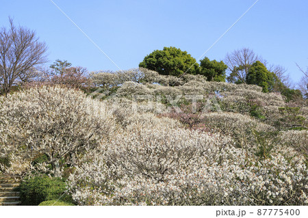 中山寺と満開の梅園 中山寺と満開の梅園 87775400