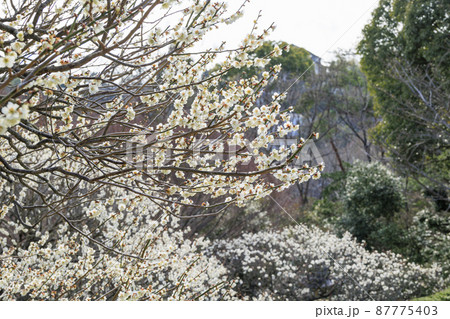 中山寺と満開の梅園 中山寺と満開の梅園 87775403