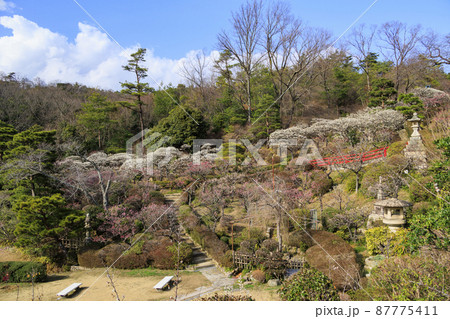 中山寺と満開の梅園 中山寺と満開の梅園 87775411