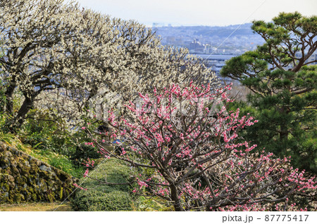 中山寺と満開の梅園 中山寺と満開の梅園 87775417