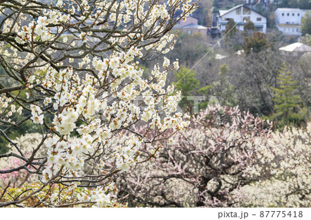 中山寺と満開の梅園 中山寺と満開の梅園 87775418