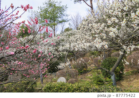 中山寺と満開の梅園 中山寺と満開の梅園 87775422