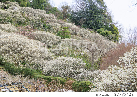中山寺と満開の梅園 中山寺と満開の梅園 87775425