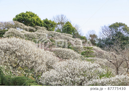 中山寺と満開の梅園 中山寺と満開の梅園 87775430