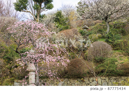 中山寺と満開の梅園 中山寺と満開の梅園 87775434