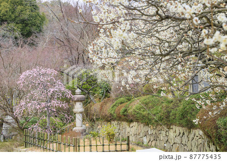 中山寺と満開の梅園 中山寺と満開の梅園 87775435