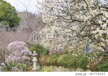 中山寺と満開の梅園 中山寺と満開の梅園 87775437