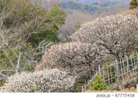 中山寺と満開の梅園 中山寺と満開の梅園 87775438