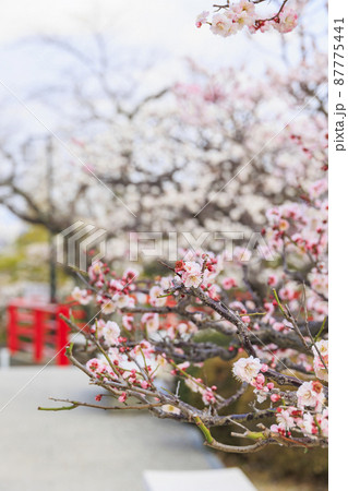 中山寺と満開の梅園 中山寺と満開の梅園 87775441