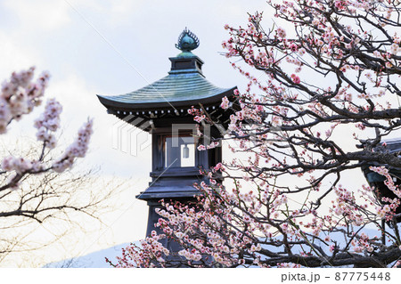 中山寺と満開の梅園 中山寺と満開の梅園 87775448