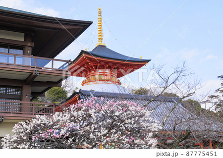 中山寺と満開の梅園 87775451