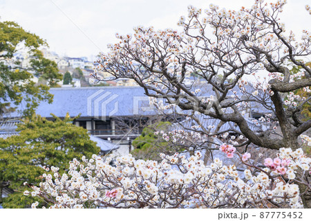 中山寺と満開の梅園 中山寺と満開の梅園 87775452