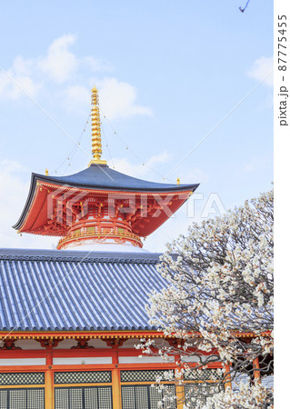 中山寺と満開の梅園 中山寺と満開の梅園 87775455
