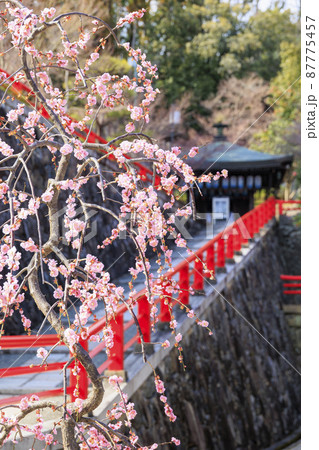 中山寺と満開の梅園 中山寺と満開の梅園 87775457