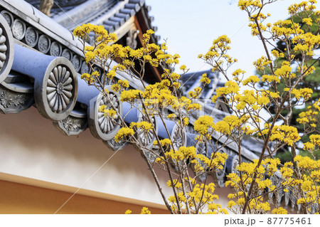 中山寺と満開の梅園 87775461