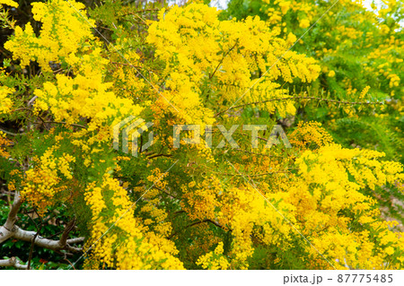 咲き誇る花たち 咲き誇る花たち 87775485