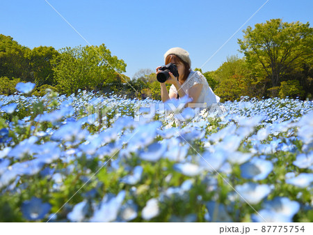 ネモフィラ畑で撮影する女性 ネモフィラ畑で撮影する女性 87775754