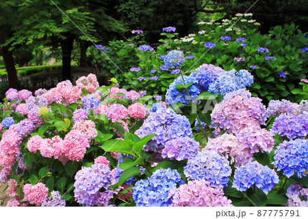 紫陽花　6月 87775791