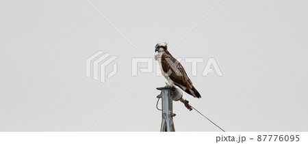 電柱に止まるミサゴ 87776095