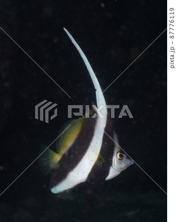 ハタタテダイ 87776119