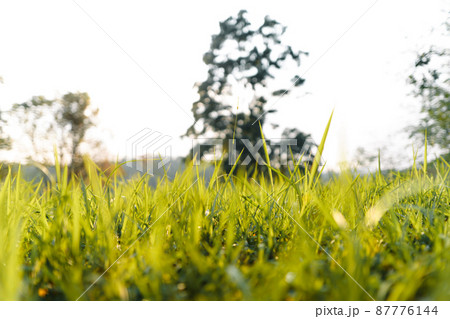 Green grass garden in spring Green grass garden in spring 87776144
