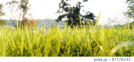 Green grass garden in spring Green grass garden in spring 87776145