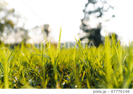 Green grass garden in spring 87776146
