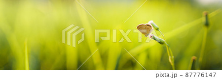 Green grass garden in spring 87776147