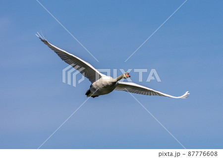 Mute swan, Cygnus olor flying over a lake in the English Garden in Munich, Germany Mute swan, Cygnus olor flying over a lake in the English Garden in Munich, Germany 87776608