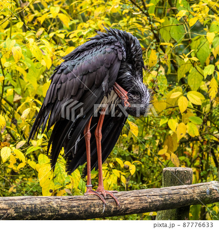 Black stork, Ciconia nigra in a german nature park Black stork, Ciconia nigra in a german nature park 87776633