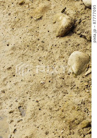 手花部のマングローブで生きるシオマネキ 87777095