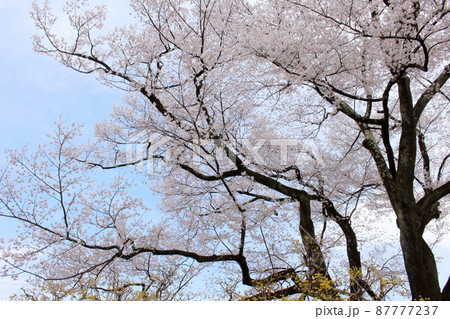 飯田市美術博物館の桜 飯田市美術博物館の桜 87777237