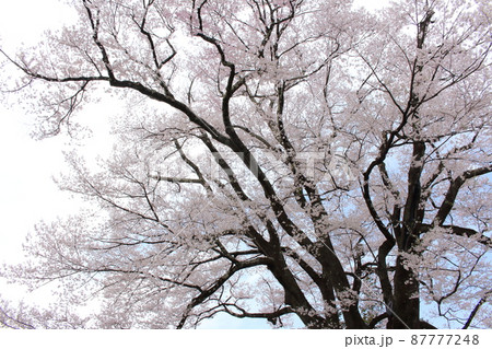 飯田市美術博物館の桜 87777248