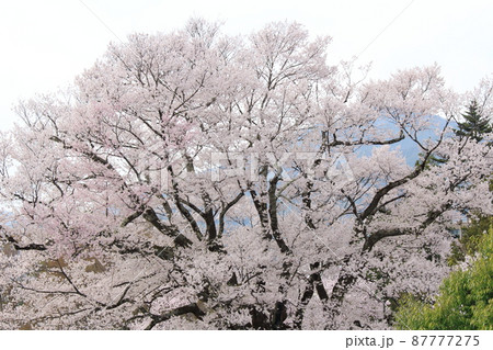 飯田市美術博物館の桜 飯田市美術博物館の桜 87777275