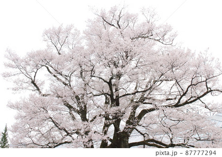 飯田市美術博物館の桜 87777294