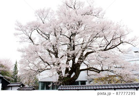 飯田市美術博物館の桜 87777295