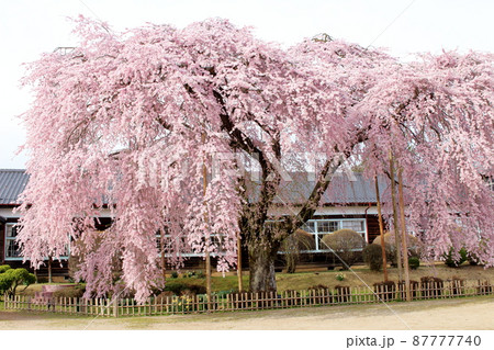 飯田市周辺の桜 美しき桜の花 : 花と植物が織りなす色紙 飯田市周辺の桜 美しき桜の花 : 花と植物が織りなす色紙 87777740