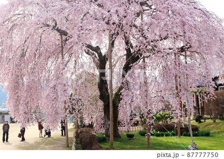 飯田市周辺の桜 美しき桜の花 : 花と植物が織りなす色紙 飯田市周辺の桜 美しき桜の花 : 花と植物が織りなす色紙 87777750