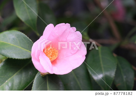 藪椿　やぶつばき　ピンクの花びら　一輪 87778182