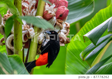 Scarlet-rumped tanager tanager - Ramphocelus passerinii 87778262